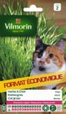 Herbe à Chat VILMORIN