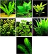 Combo Plantes d'Aquarium