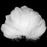 Plumes Blanches 100PCS